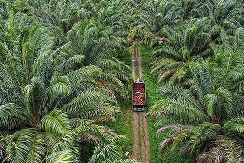 Kebun Sawit Dijual
