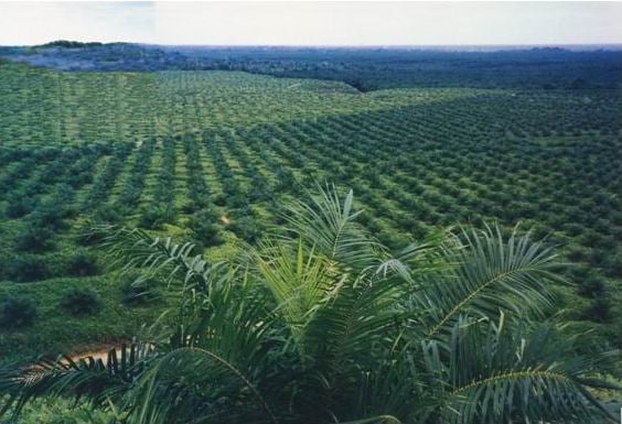 Kebun Sawit Dijual